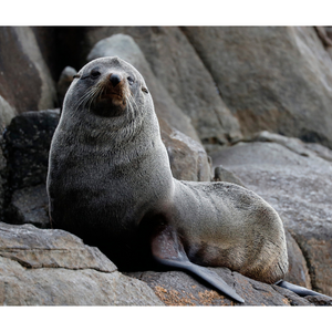 Tasman Wildlife Photography Workshop