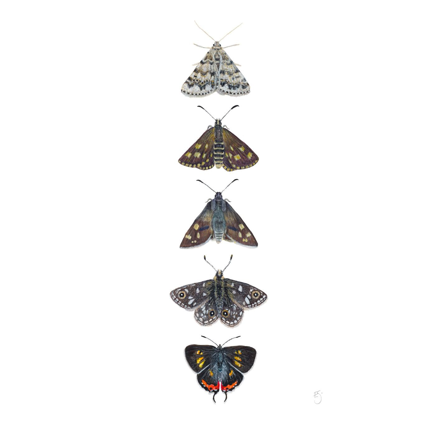Evie Simpson - Tasmanian Lepidoptera