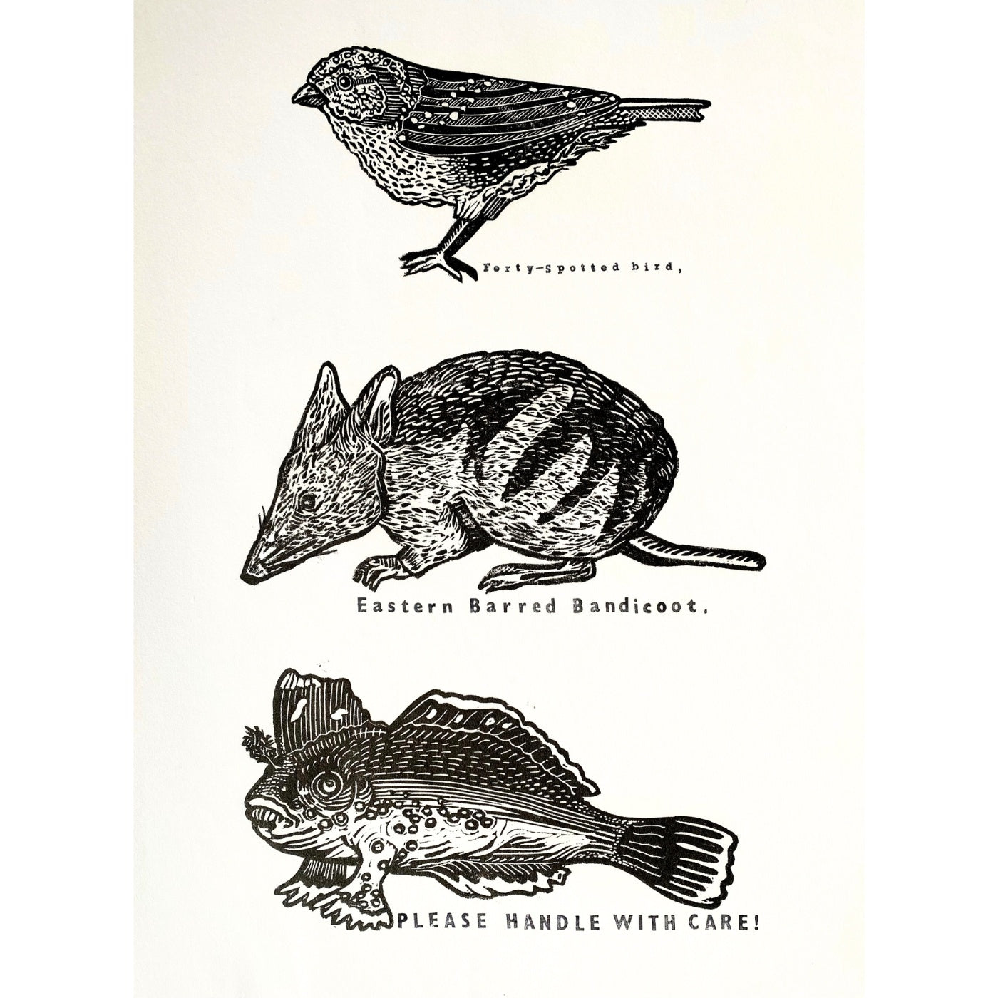 Belinda Hall - Feathers, Fur, Fins