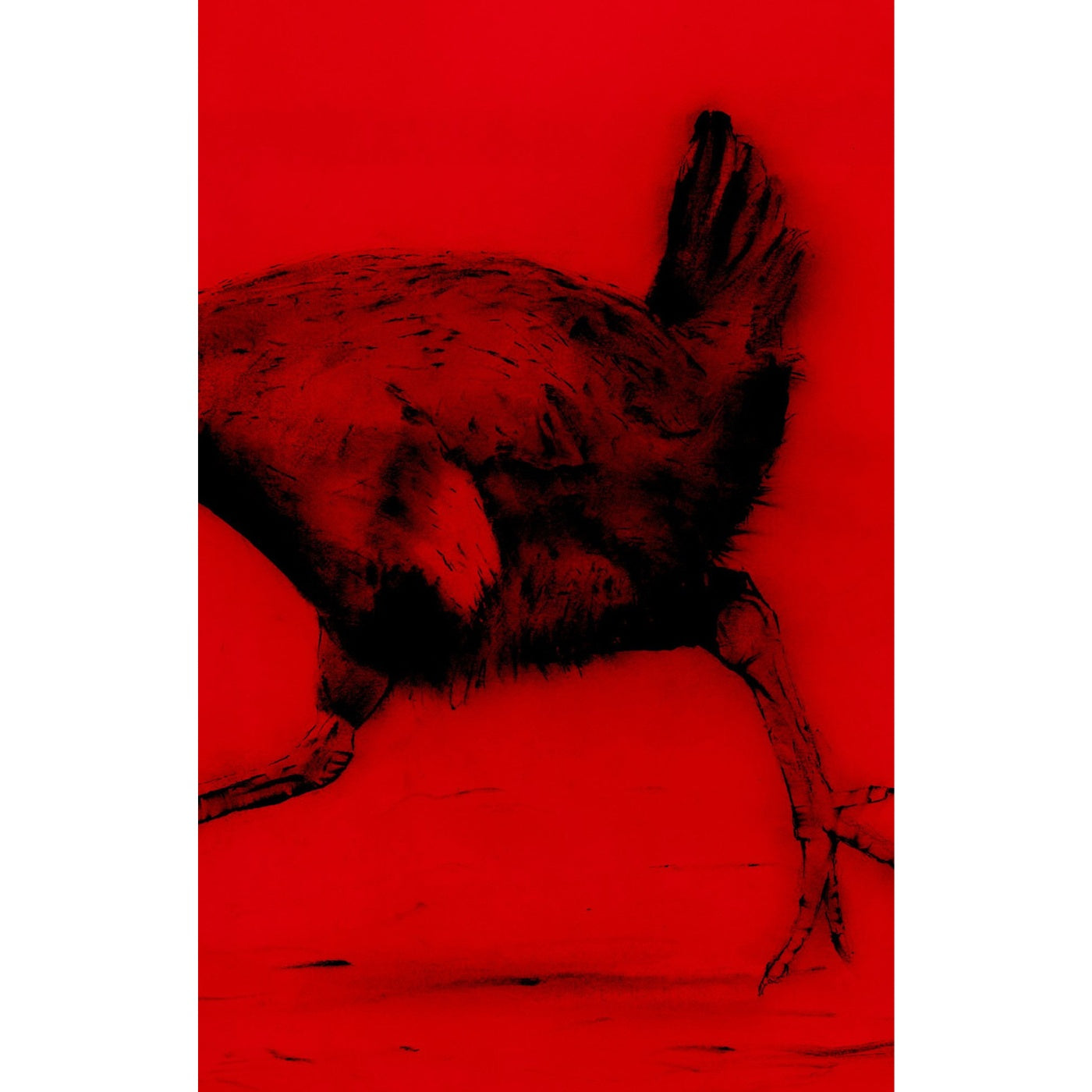 Geoff Tuck - Turbo Chook