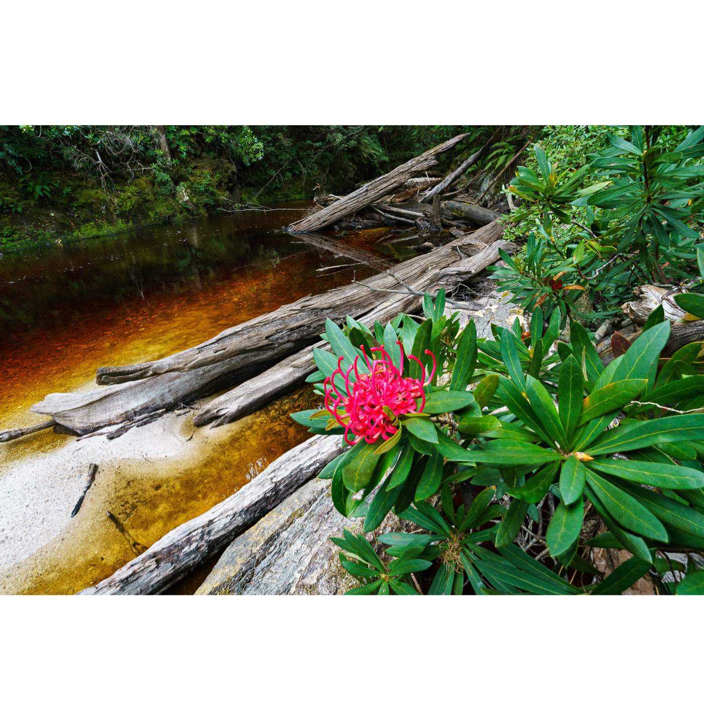 Grant Dixon - Waratah Bloom, Spero River