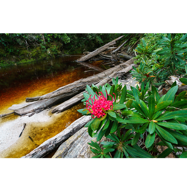 Georgina Richmond - Summer Ocean (East Coast, Tasmania) - Wild Island ...