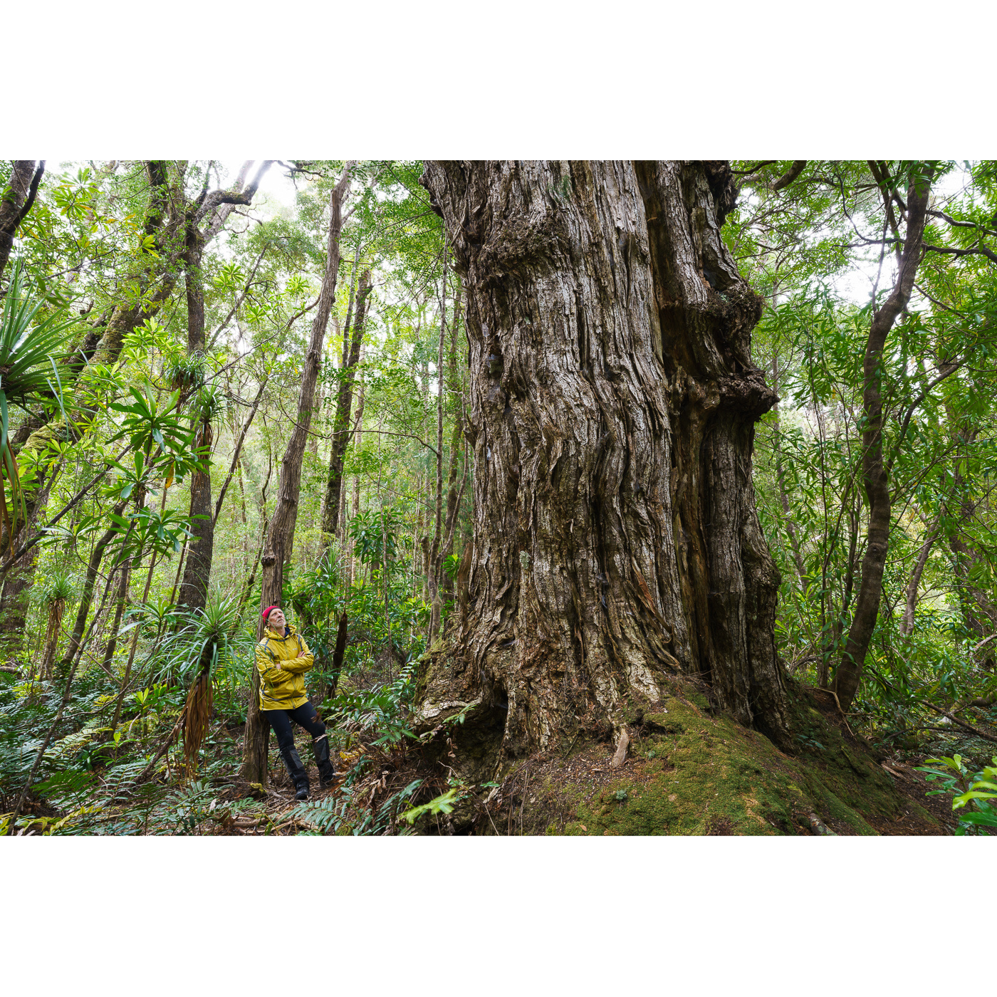 Grant Dixon - Ancient Huon Pine, Spero River