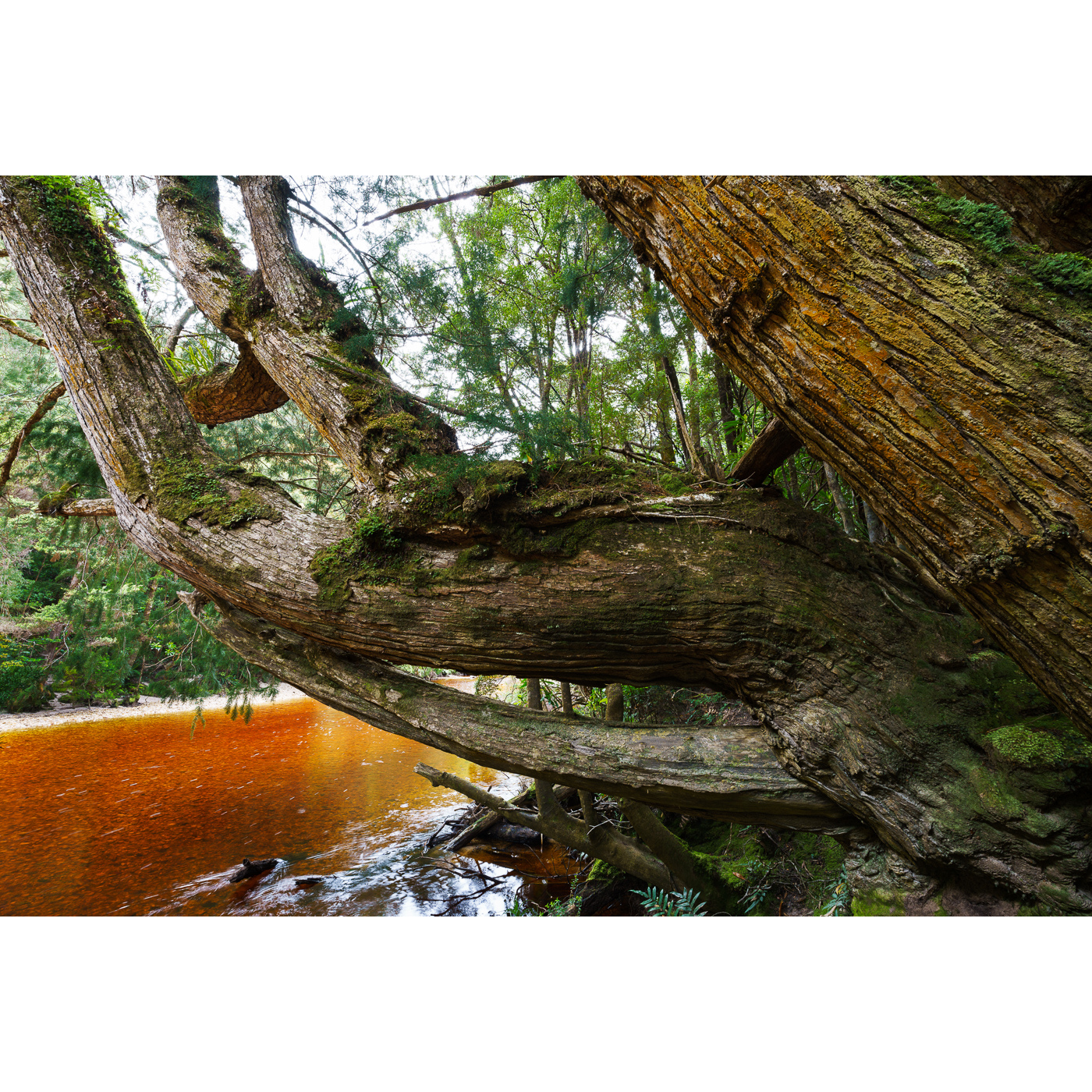 Grant Dixon - Riverside Huon Pine, Wanderer River