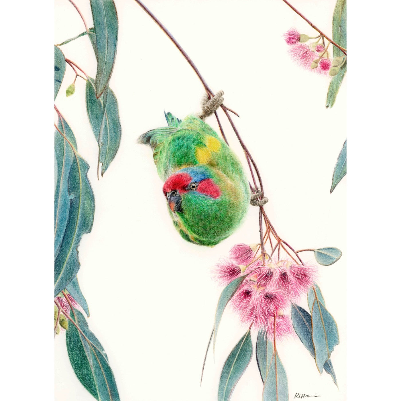 Rachel Harris - The Acrobat (Musk Lorikeet)