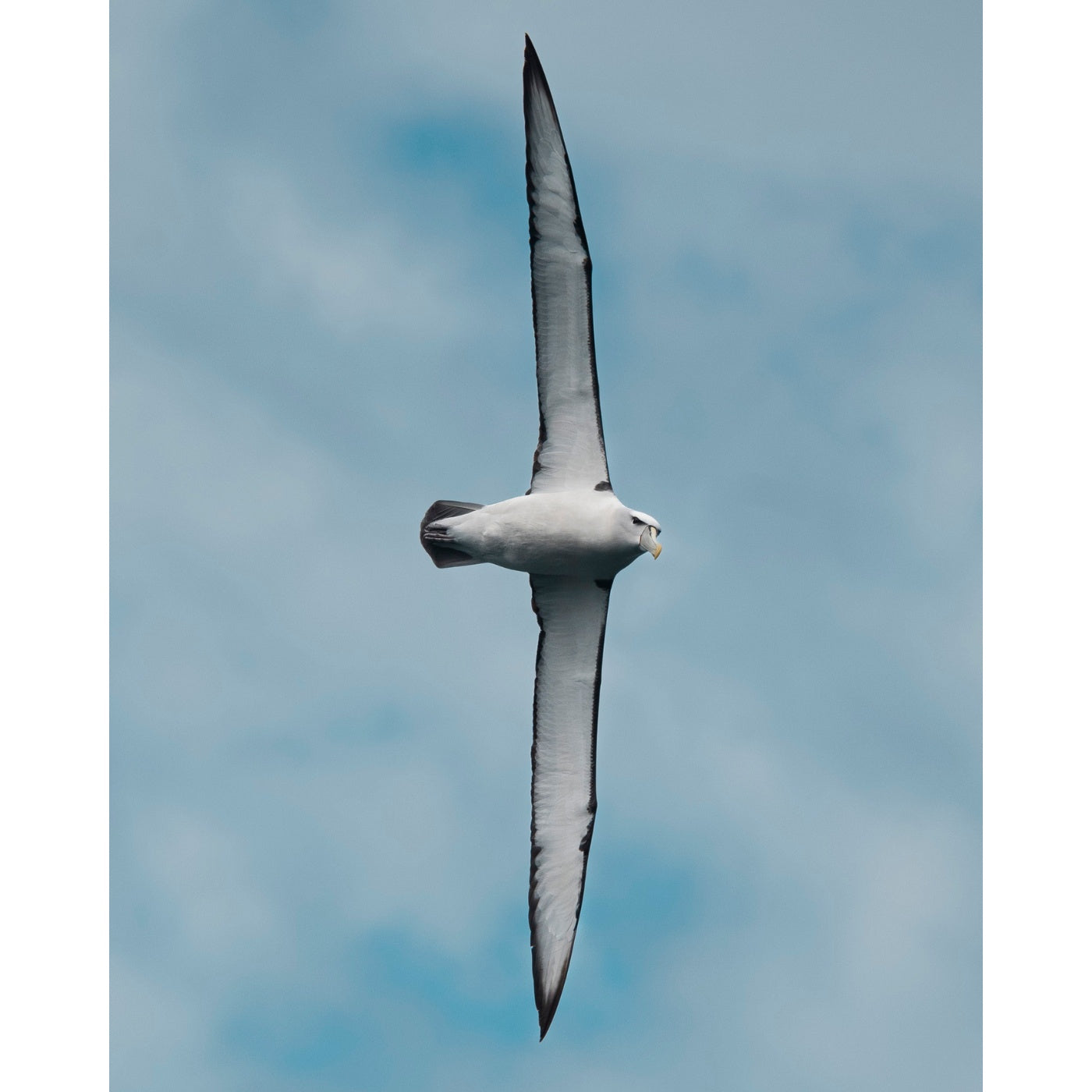 Monica Wilmott - Soaring Skies