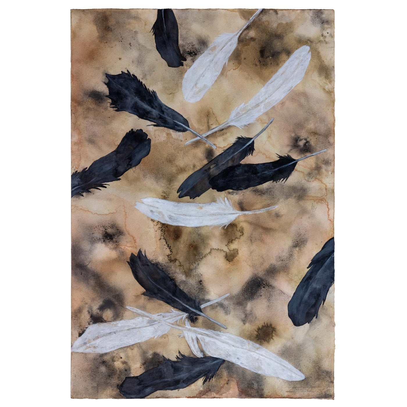Trish Verdouw - Black Swan