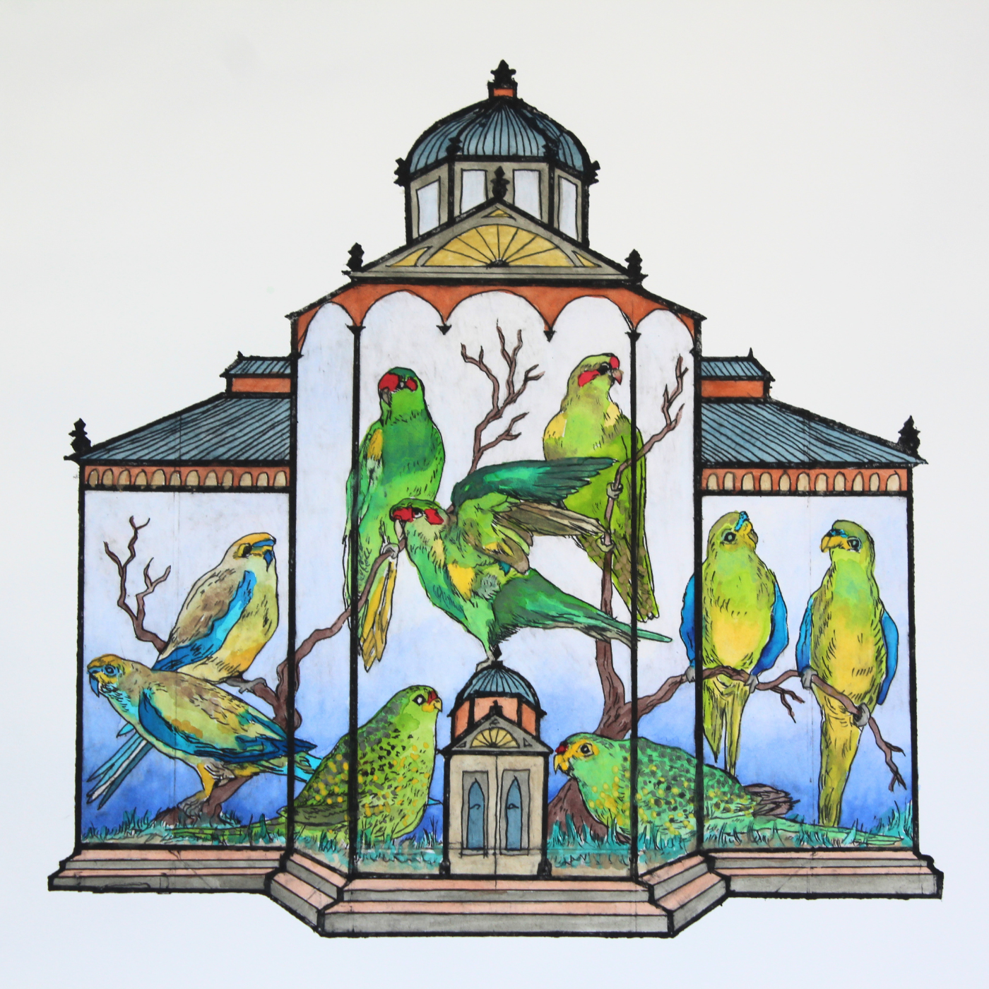 Anna Berger - Blue-winged and ground parrots, musk lorikeets