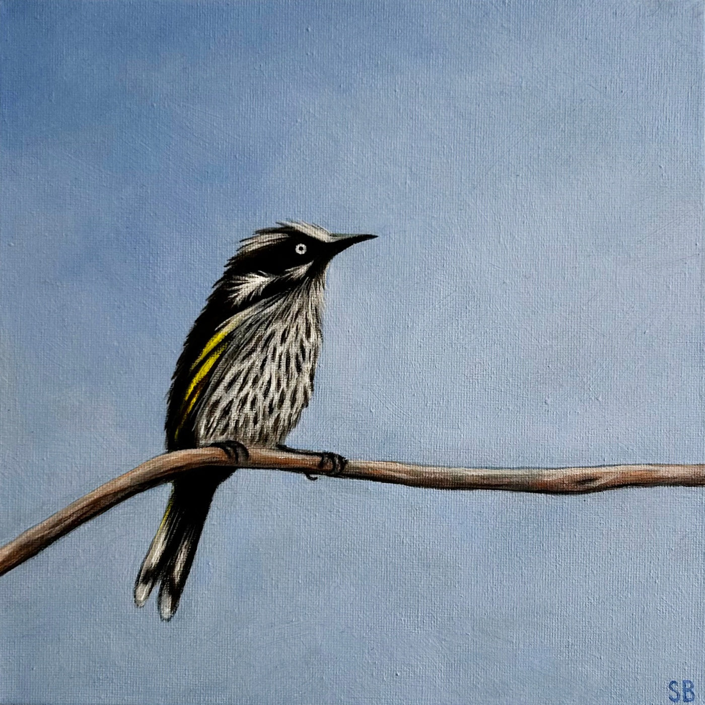 Stalley Briton - New Holland Honeyeater