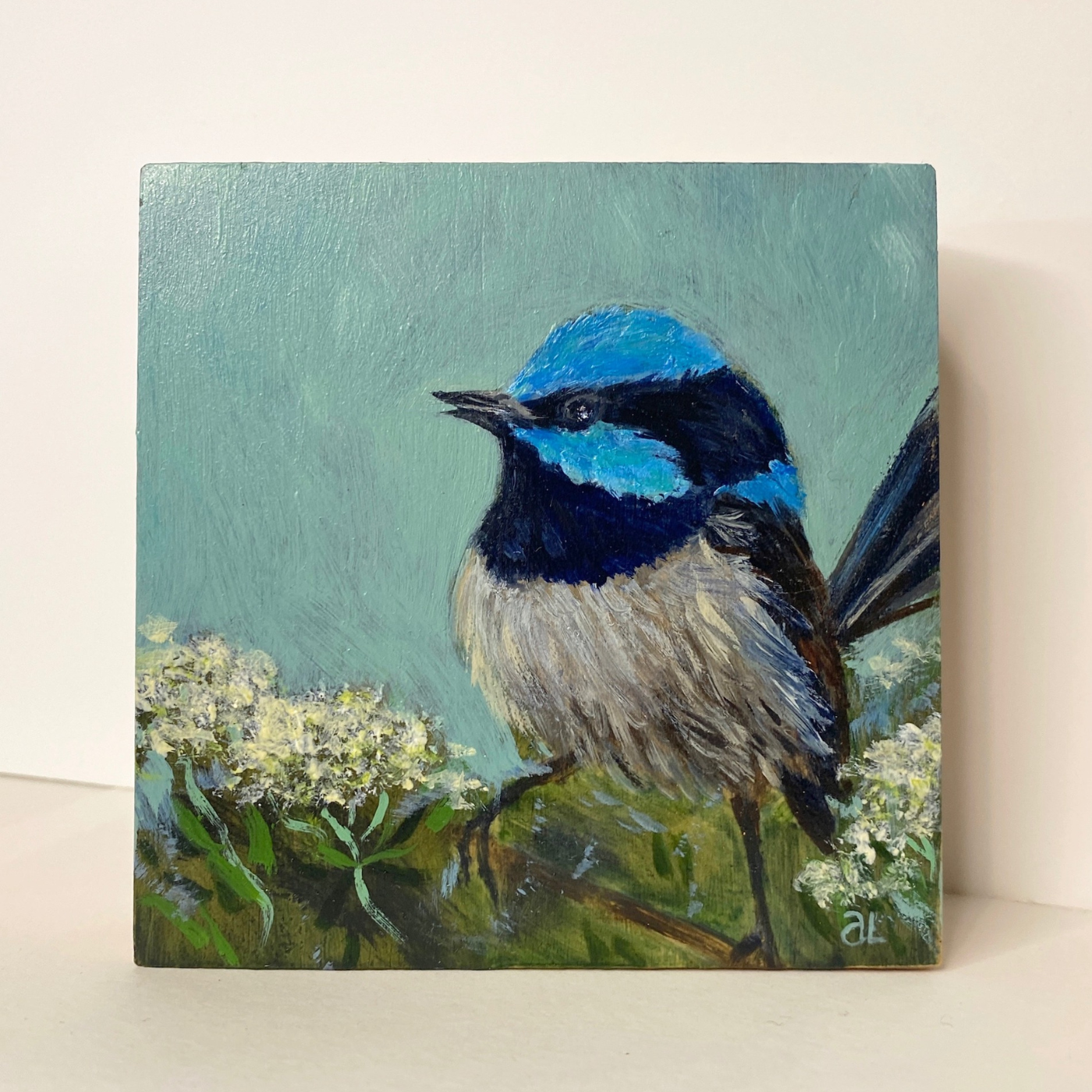 Averill Lawler - Superb Fairy Wren with veined Everlasting Bush (Ozothamnus Retuculatum)