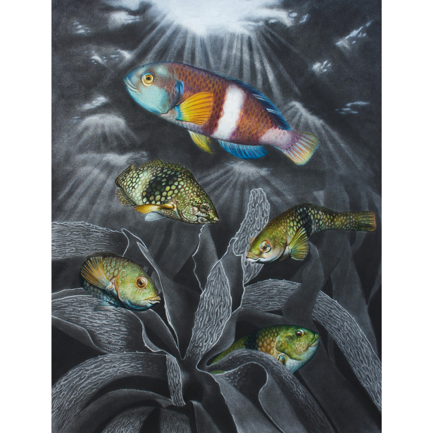 Jennifer Pelham - Art Print - Blue-Throated Wrasse