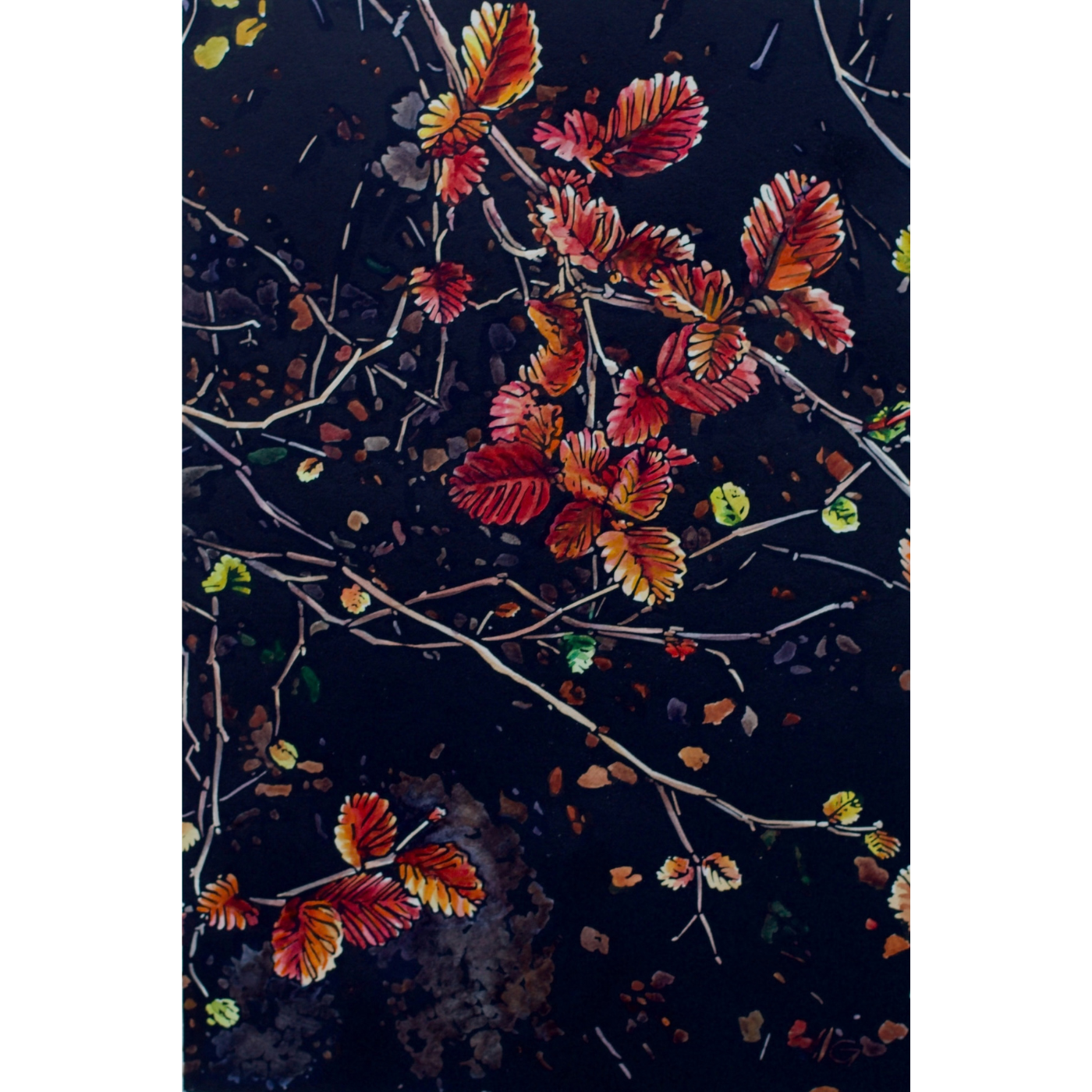 Grace Gladdish - Fagus