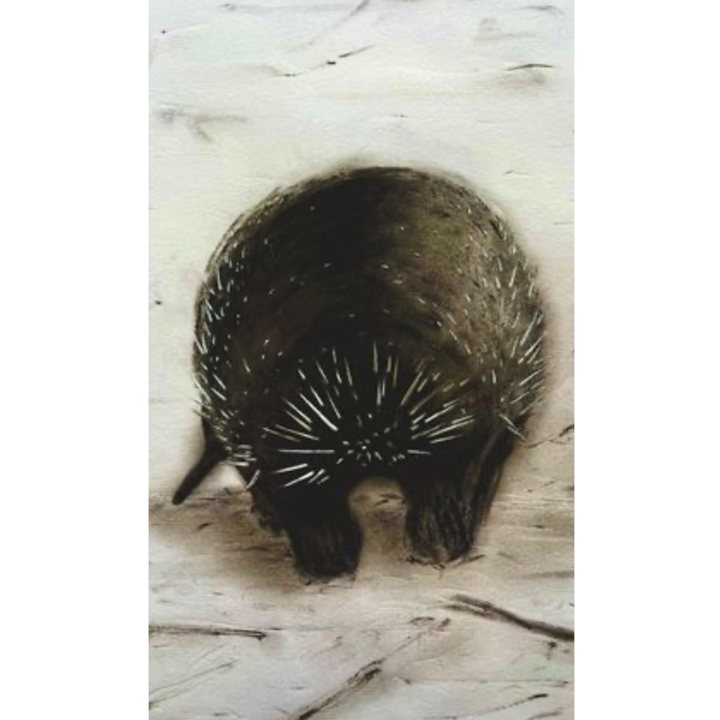 Geoff Tuck - Echidna