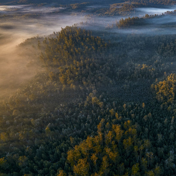 Rob Blakers - Southwest National Park - Forest - Wild Island Tasmania