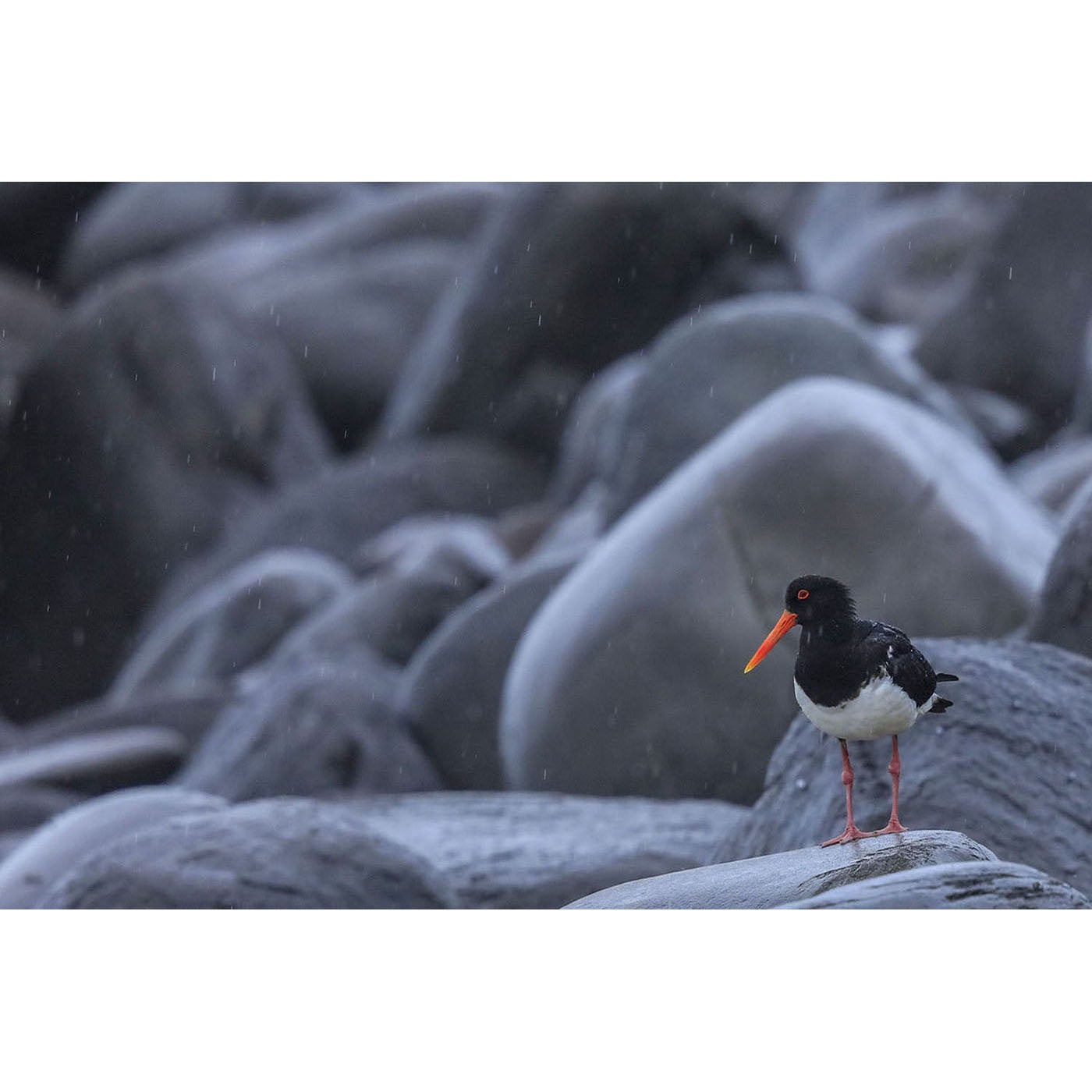 Rob Blakers - Bruny Island - Pied Oystercatcher