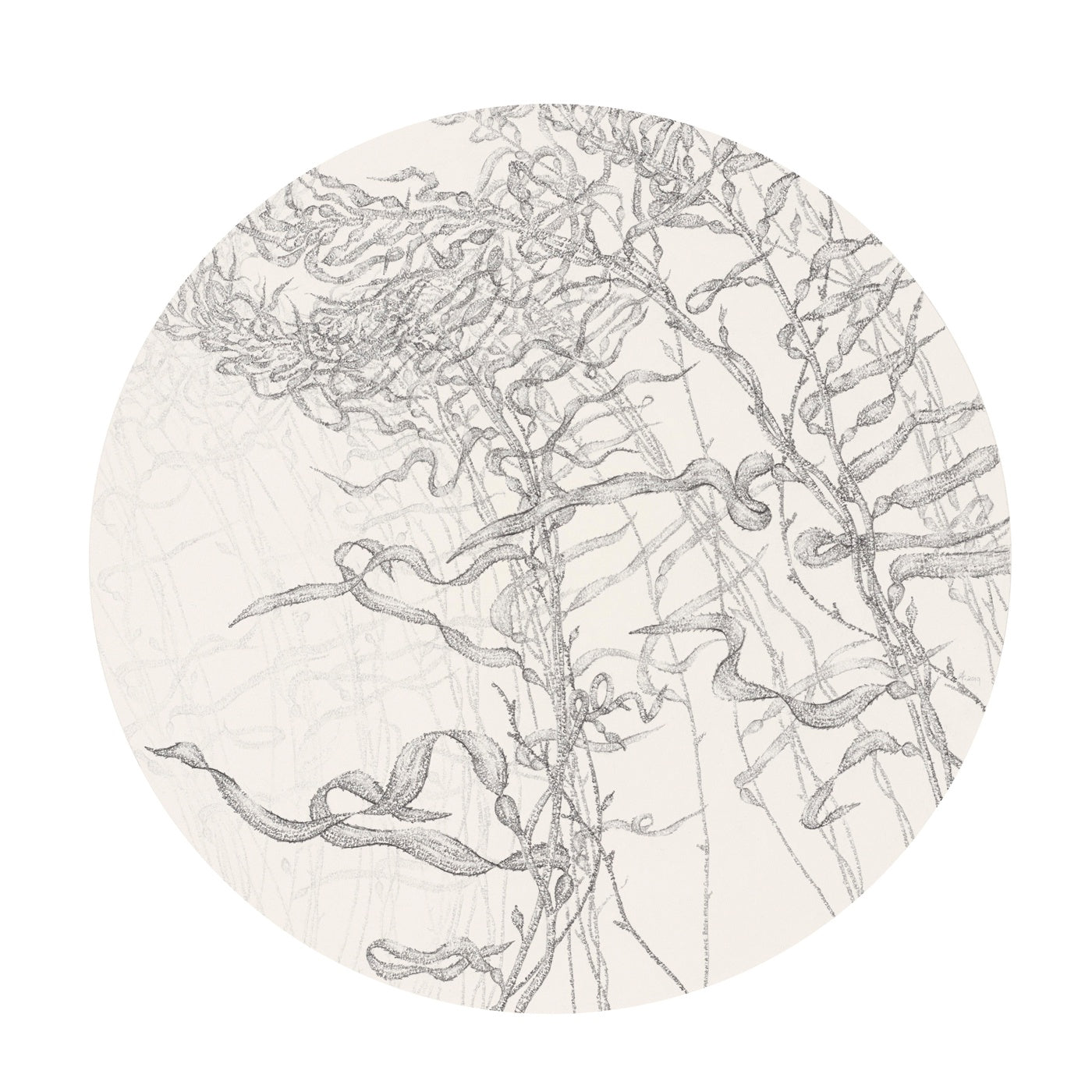 Amanda Walker - Growth, Giant Kelp