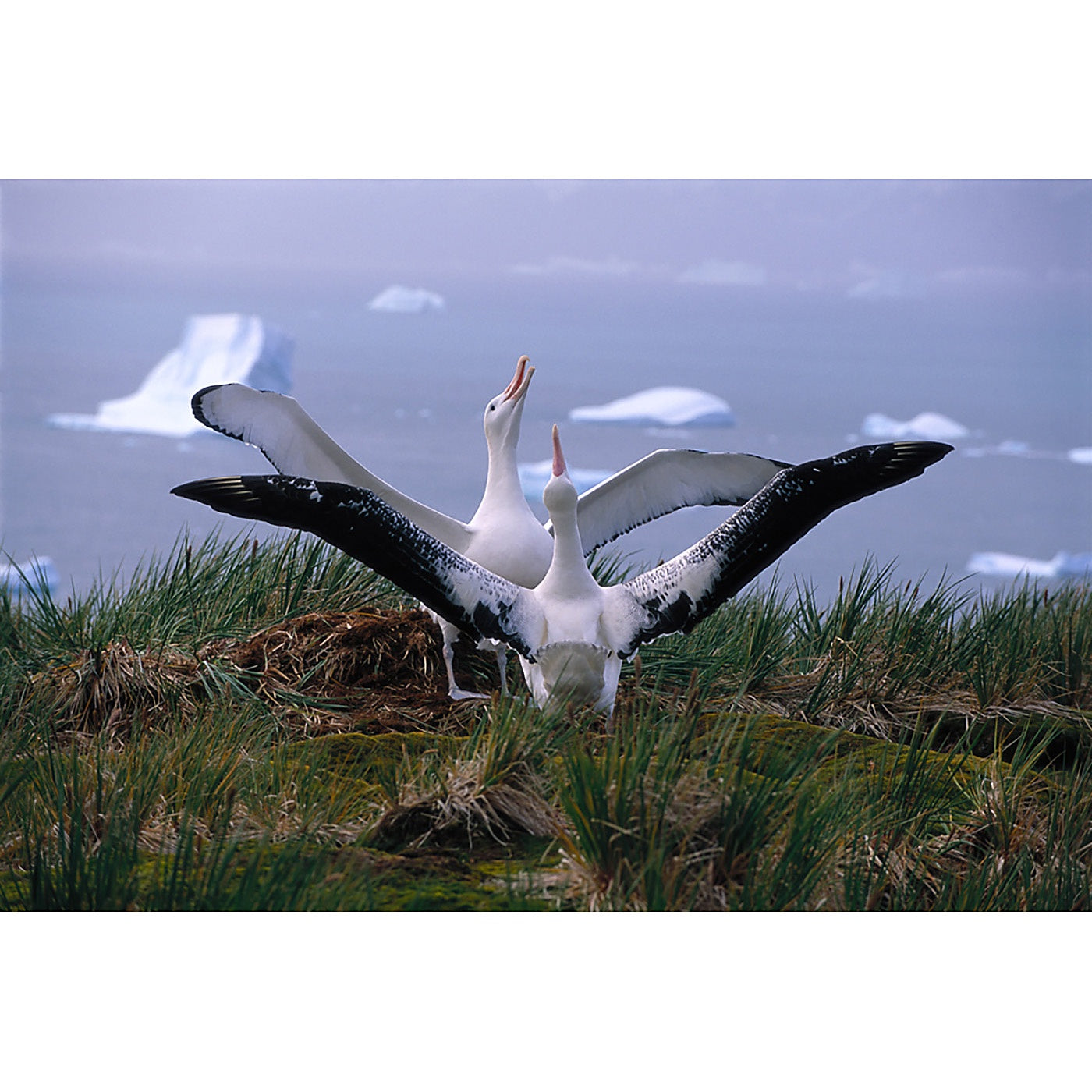 Graham Robertson - Bilateral Symmetry