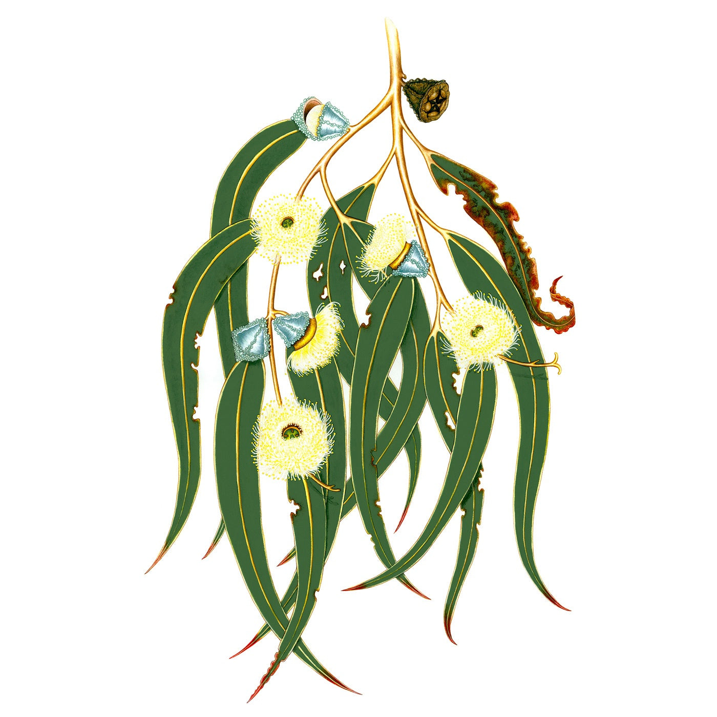 Sylvie Gerozisis - Botanica Tasmania - Art Print – Tasmanian Blue Gum 2