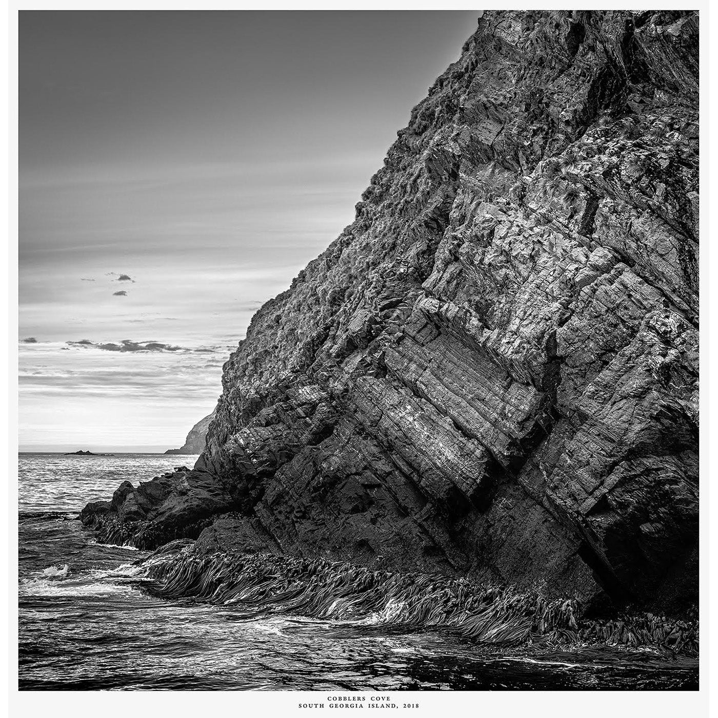 Peter Cosier - Kelp In Cobblers Cove, South Georgia Island, 2018
