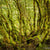 Loic Le Guilly - Myrtle Tree, Cradle Mt