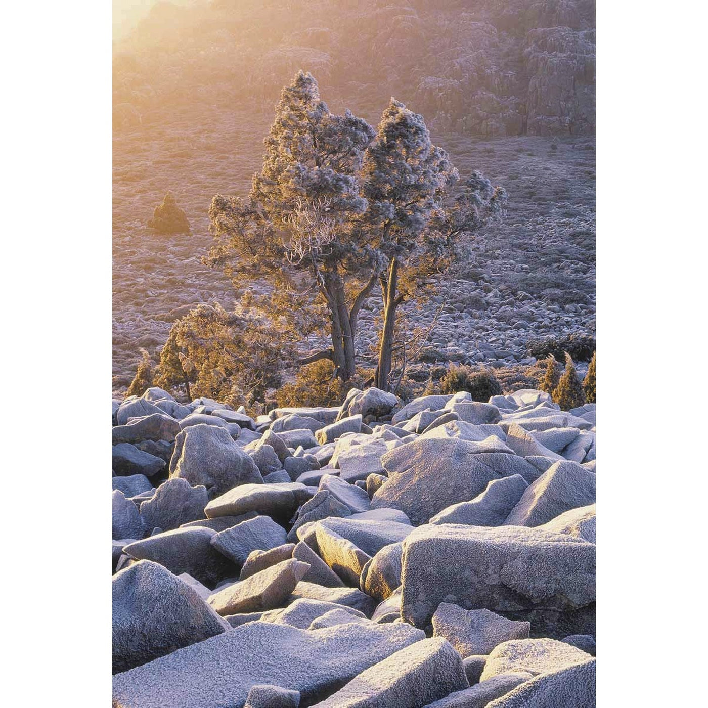Rob Blakers - Central Plateau - Ancient Pencil Pine