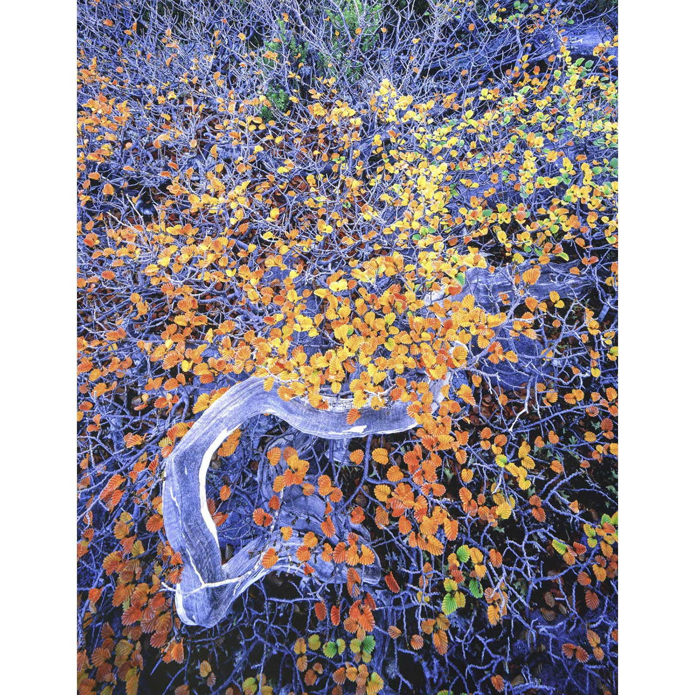 Rob Blakers - West Coast Range - Deciduous Beech 2