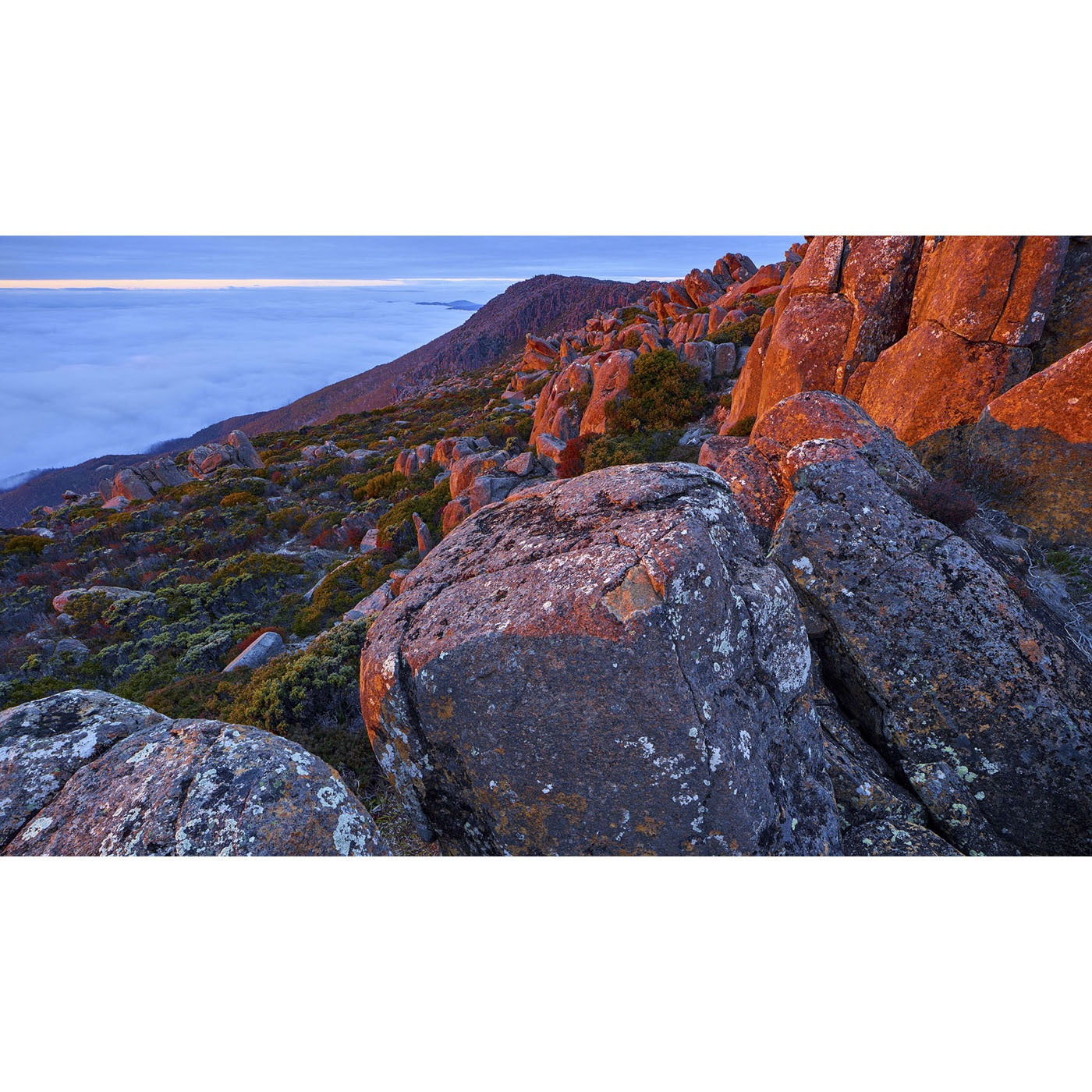 Rob Blakers - kunanyi/Mt Wellington - Alpine Garden
