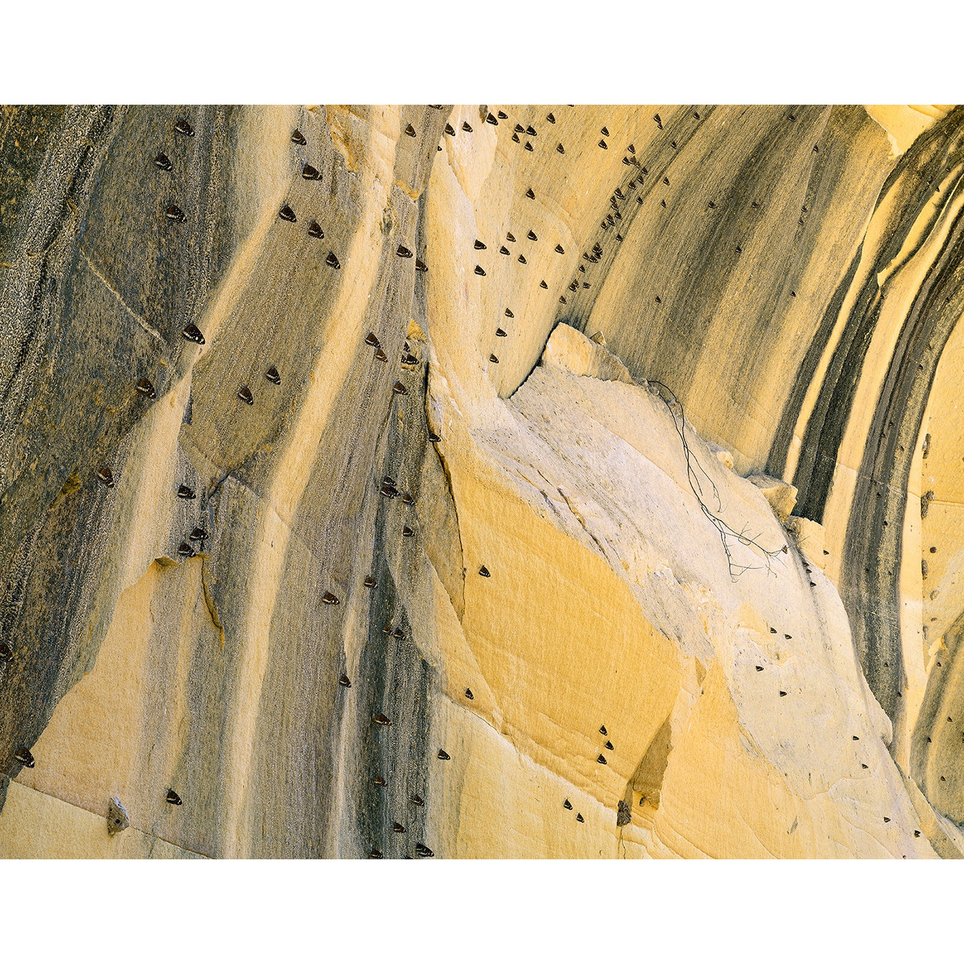 Chris Bell – Butterflies on Sandstone