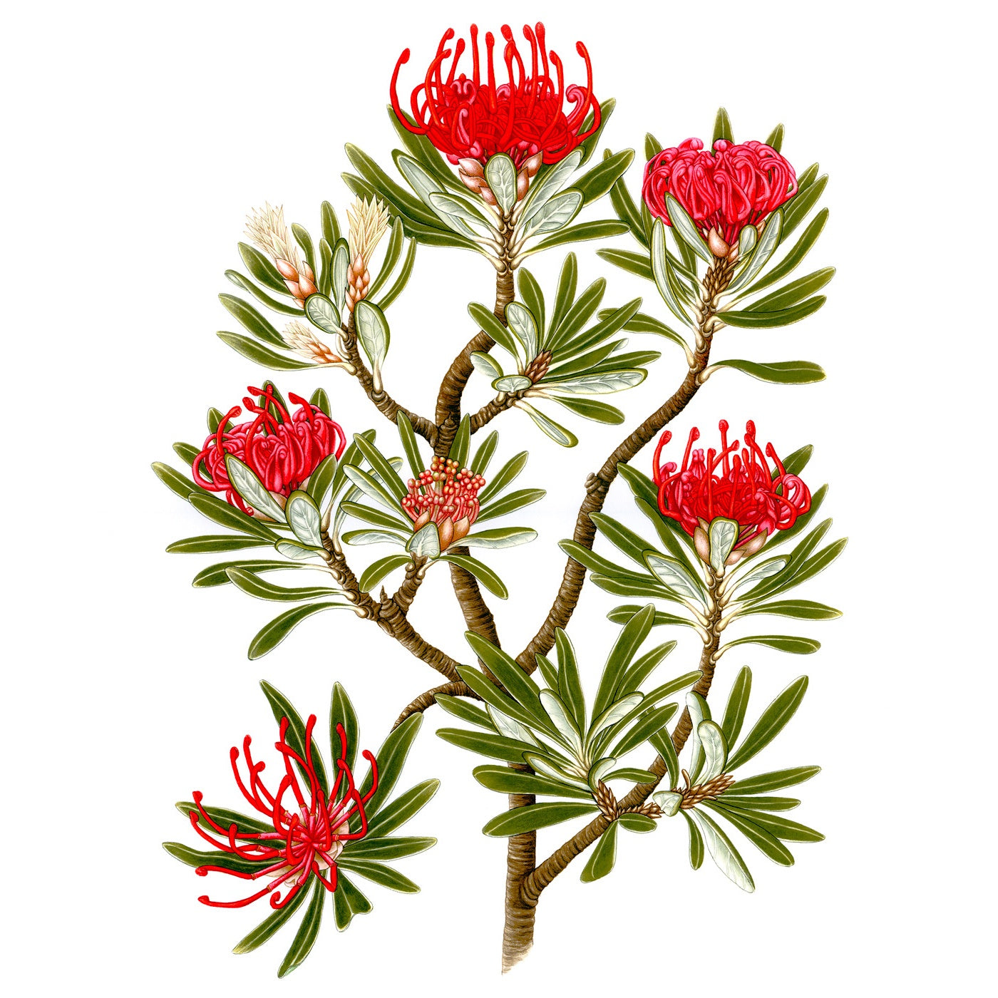 Sylvie Gerozisis - Botanica Tasmania - Art Print – Tasmanian Waratah 2