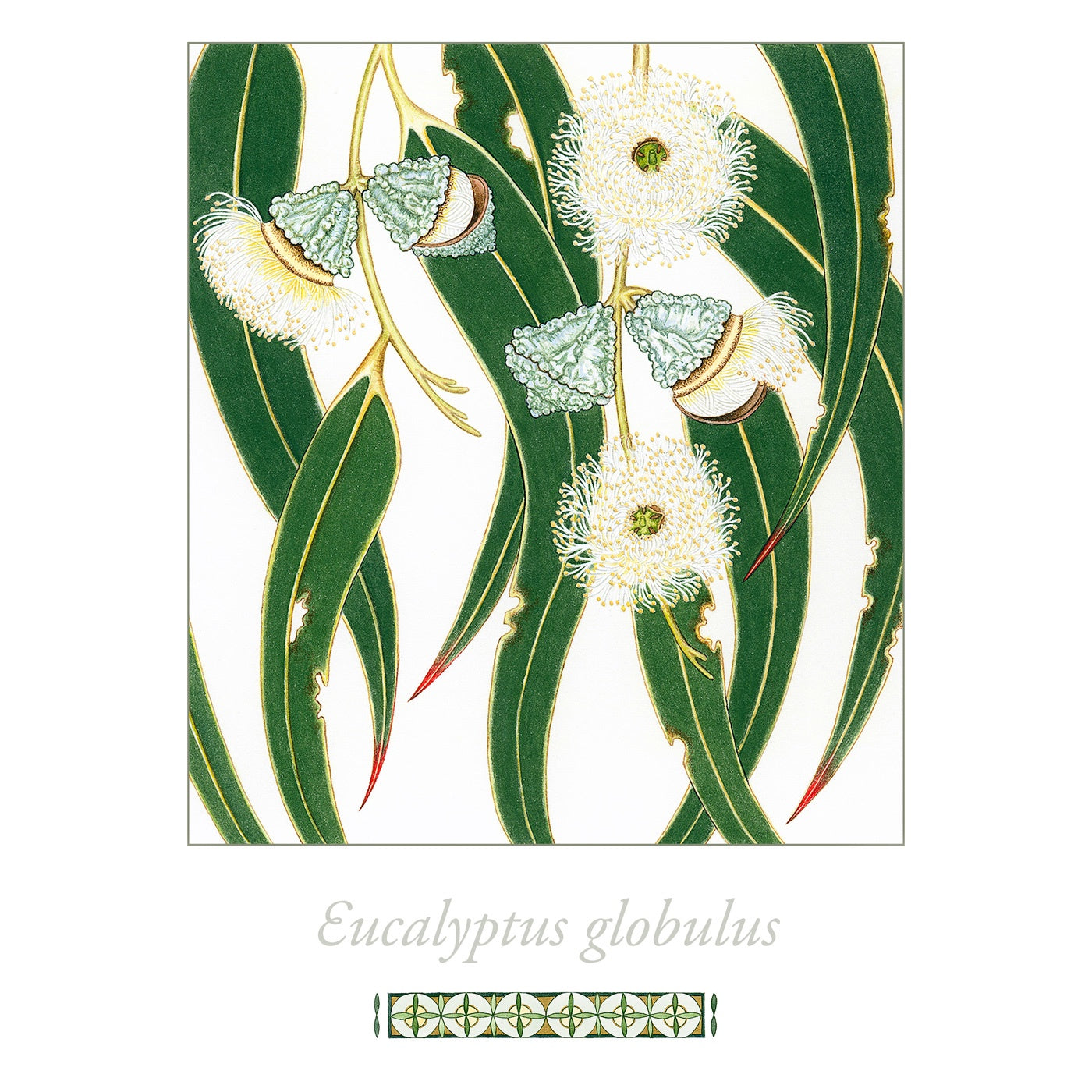 Sylvie Gerozisis - Flora of Tasmania - Art Print - Tasmanian Blue Gum