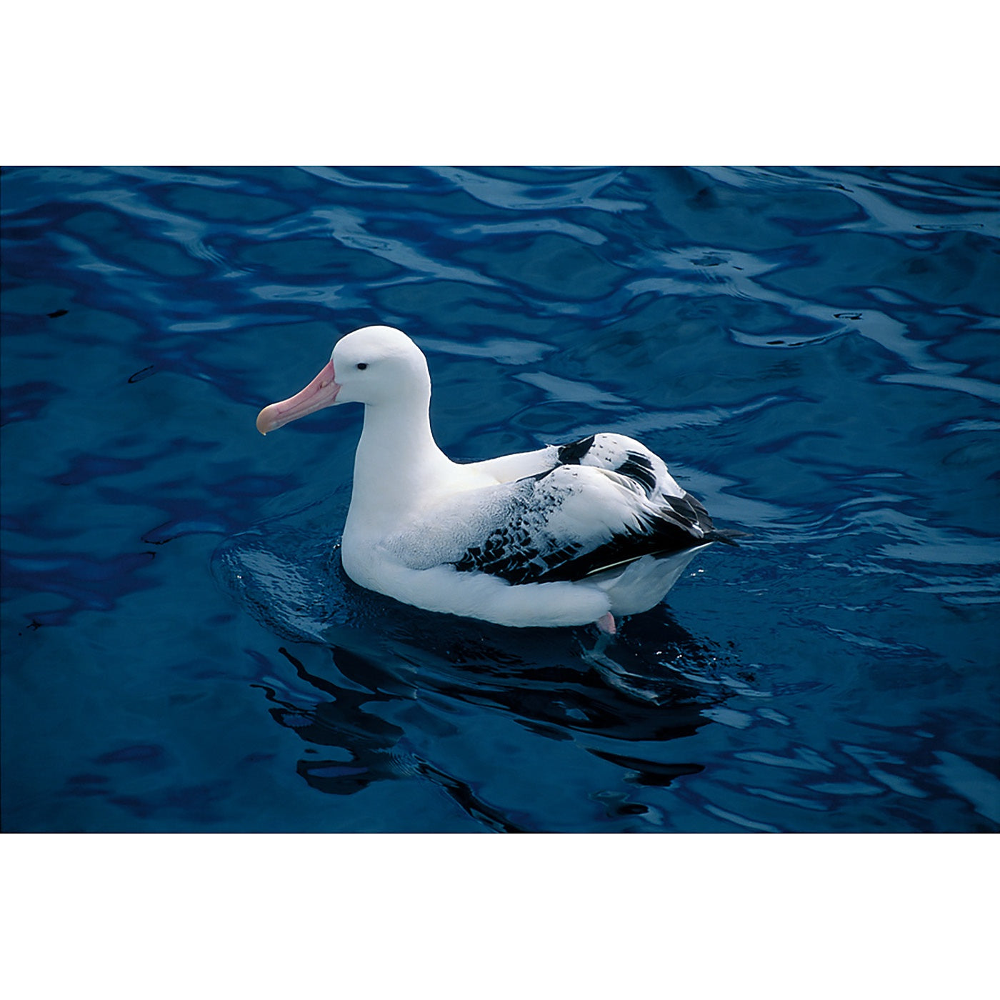 Graham Robertson - South Georgia 'Sea Swallow'