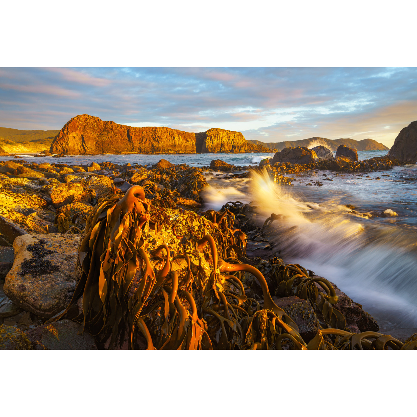 Grant Dixon - Kelp at low tide, South Coast, Tasmania