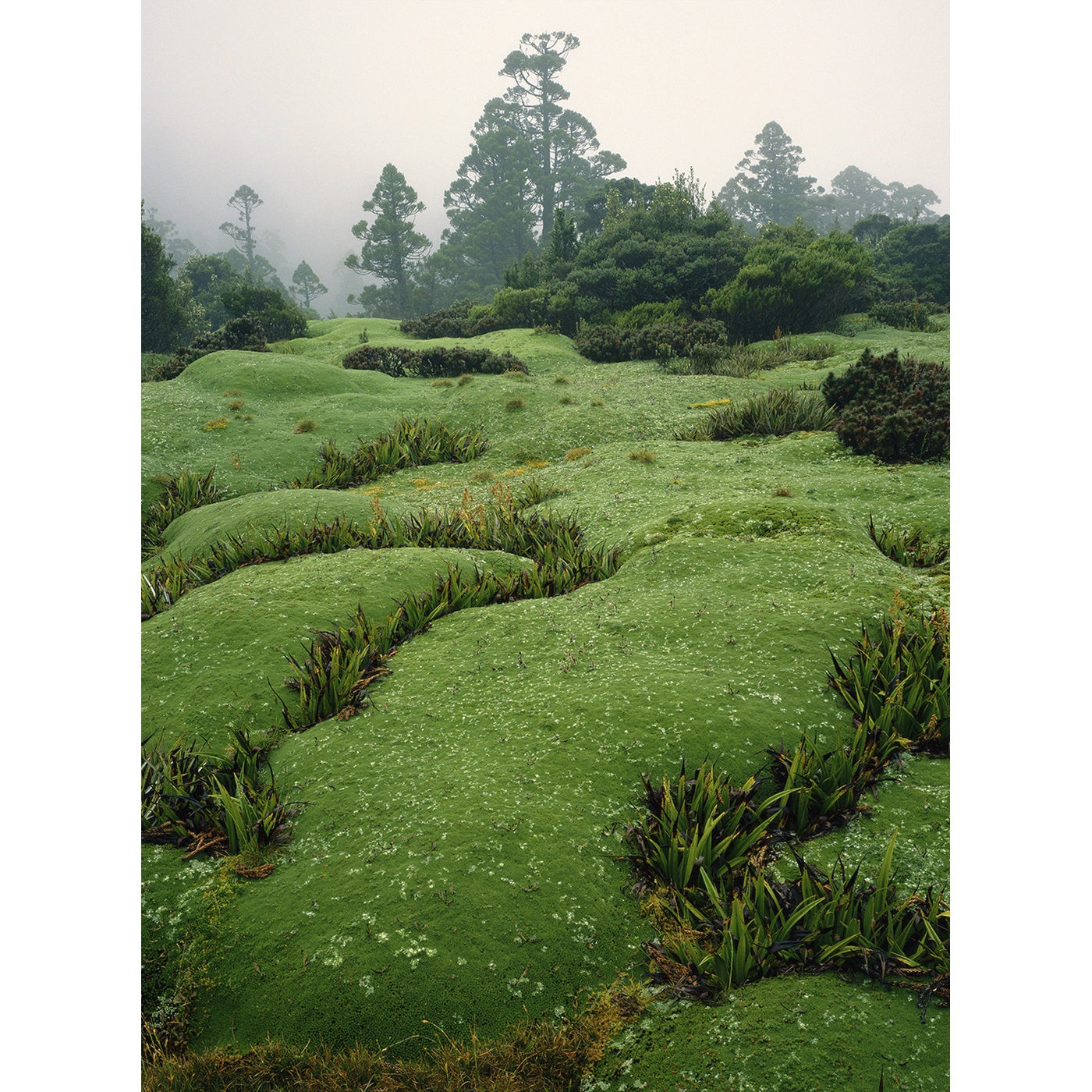 Chris Bell – Cushion Plants and King Billy Pines