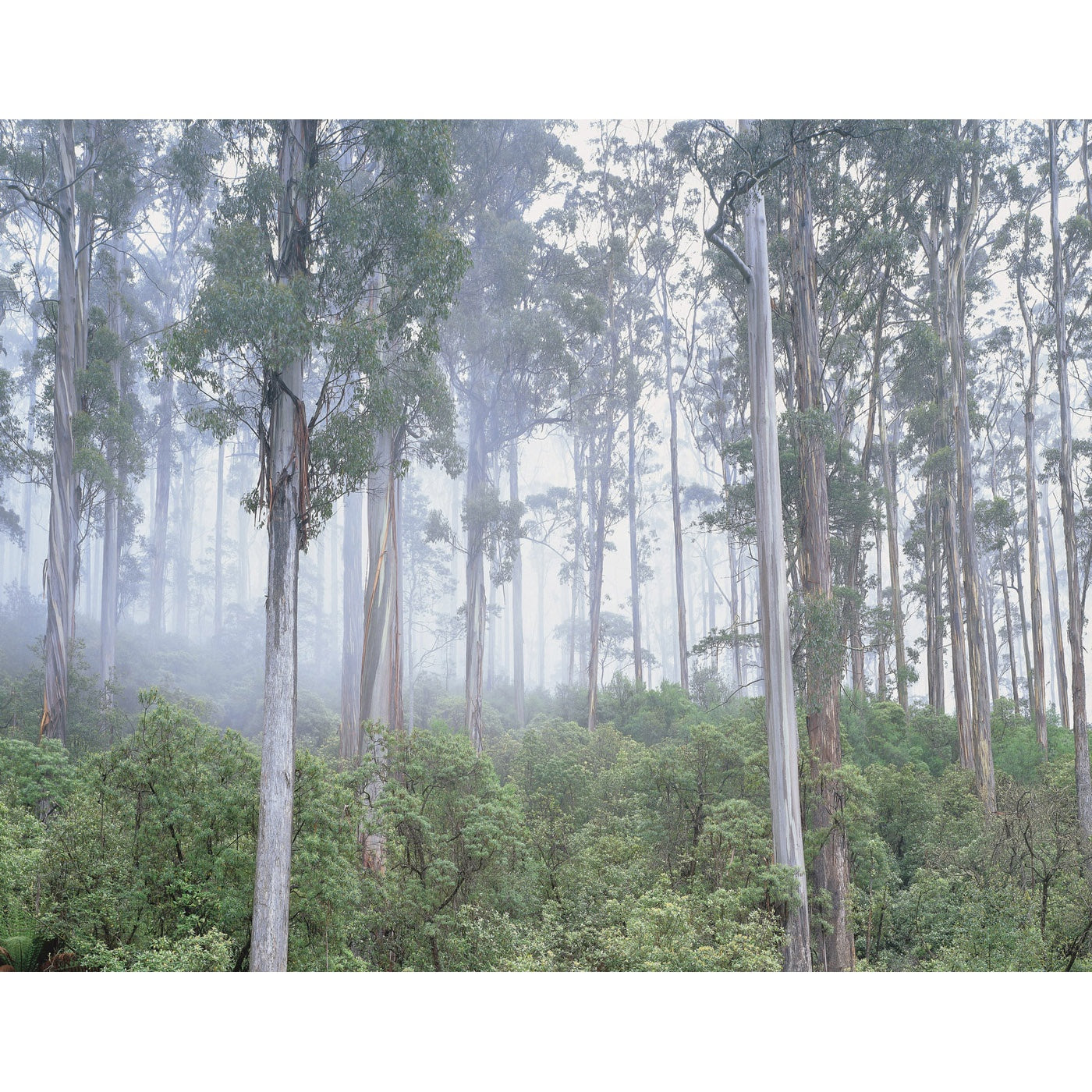 Rob Blakers - Bluegum Forest, Wielangta