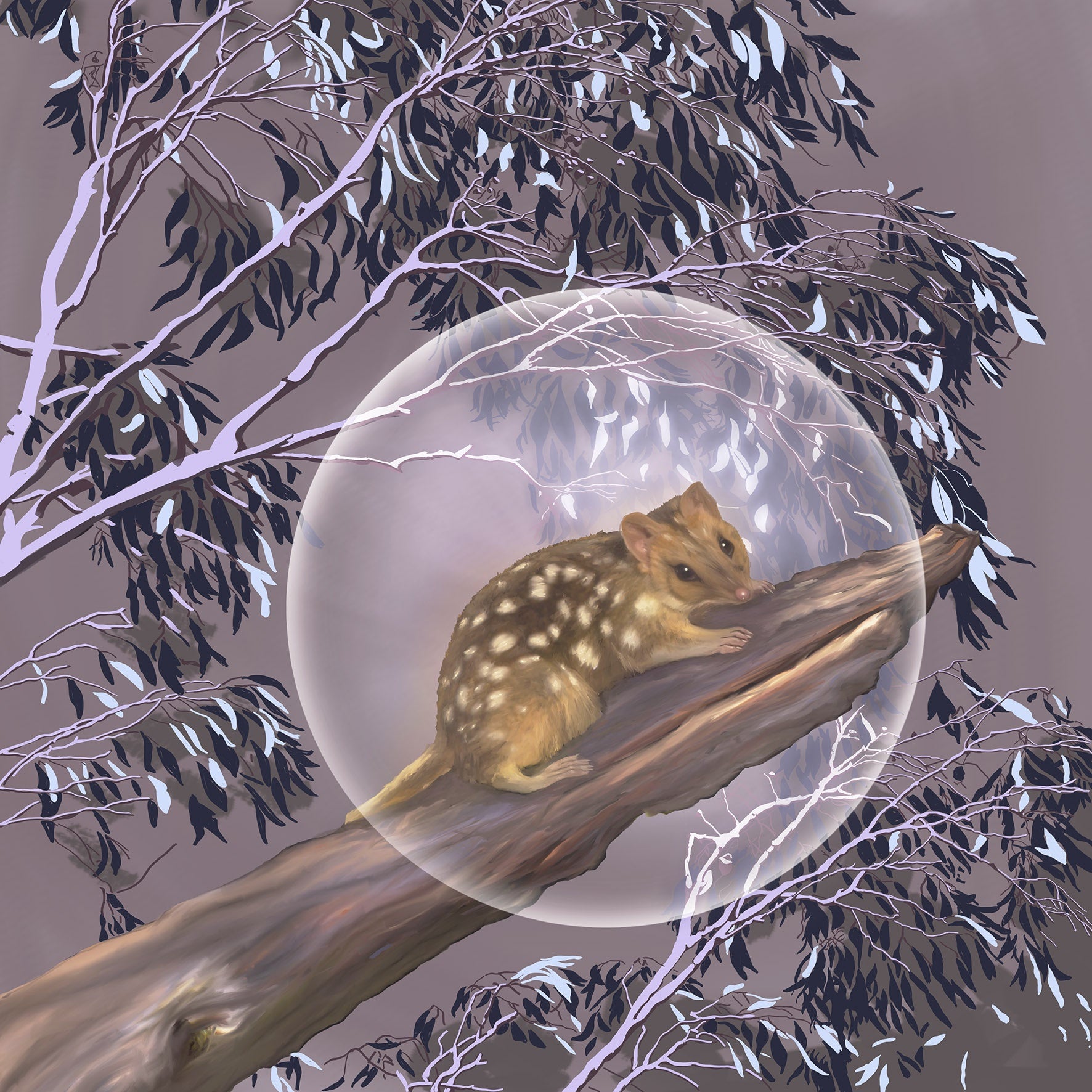Emma Coombes - Quoll In Woodland