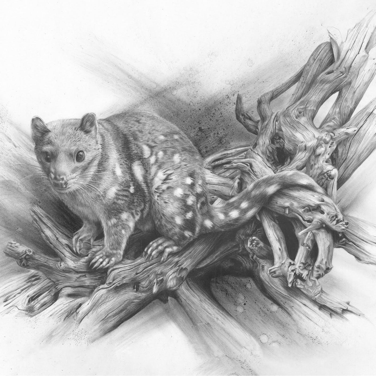 Fiona Francois - Spotted Quoll