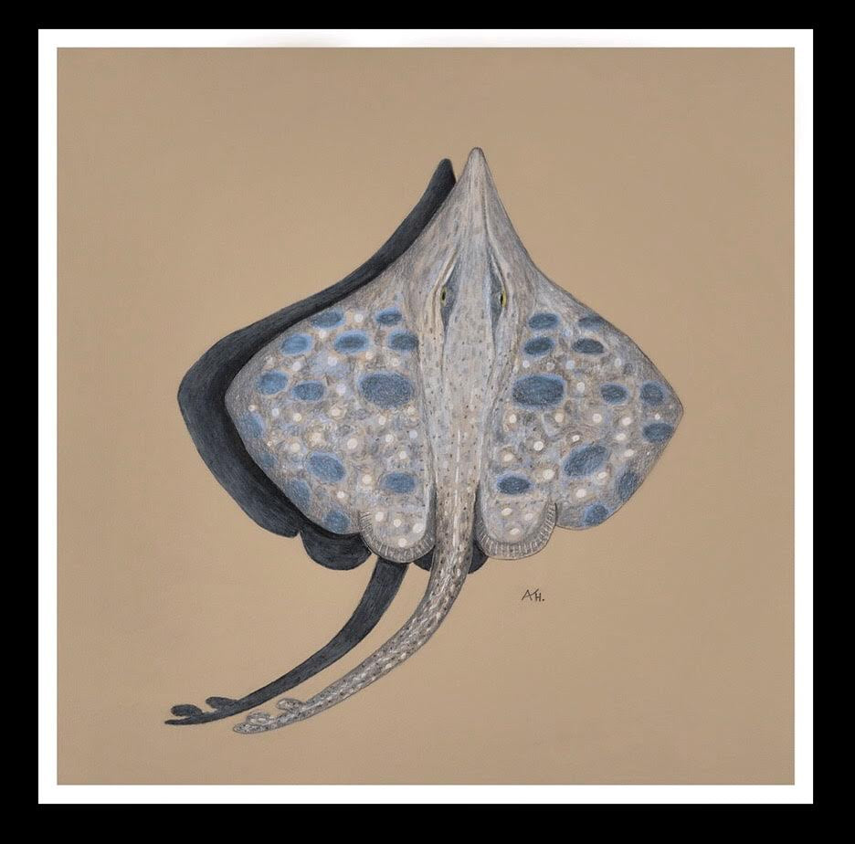 Andy Hoggins - Maugean Skate