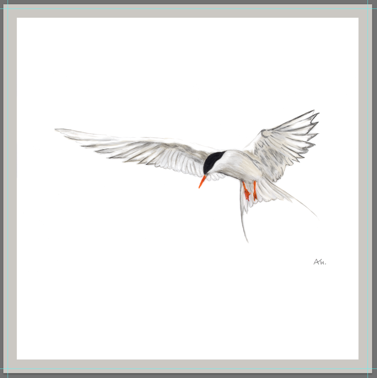 Andy Hoggins - Arctic Tern