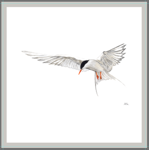 Andy Hoggins - Arctic Tern