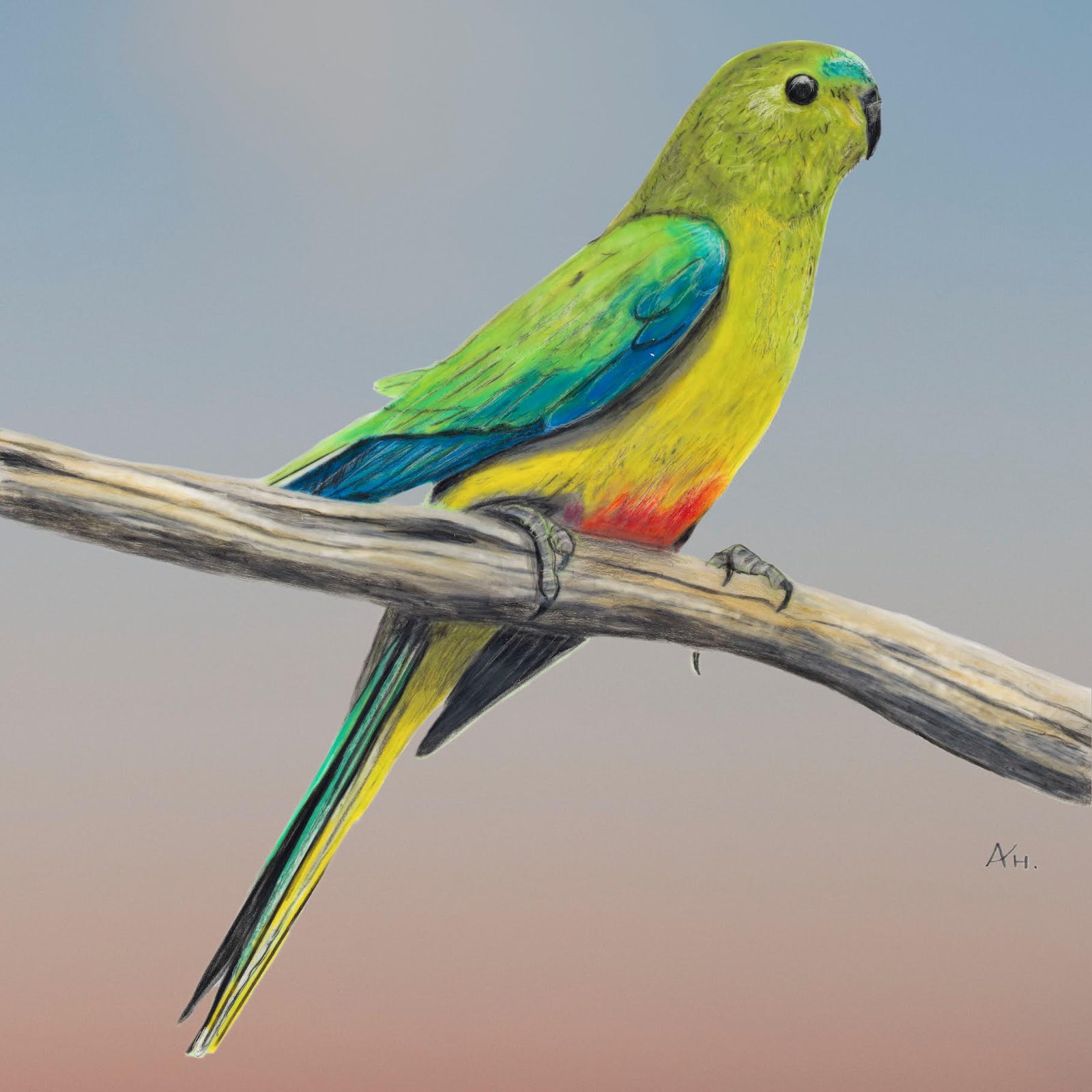 Andy Hoggins - Orange Bellied Parrot