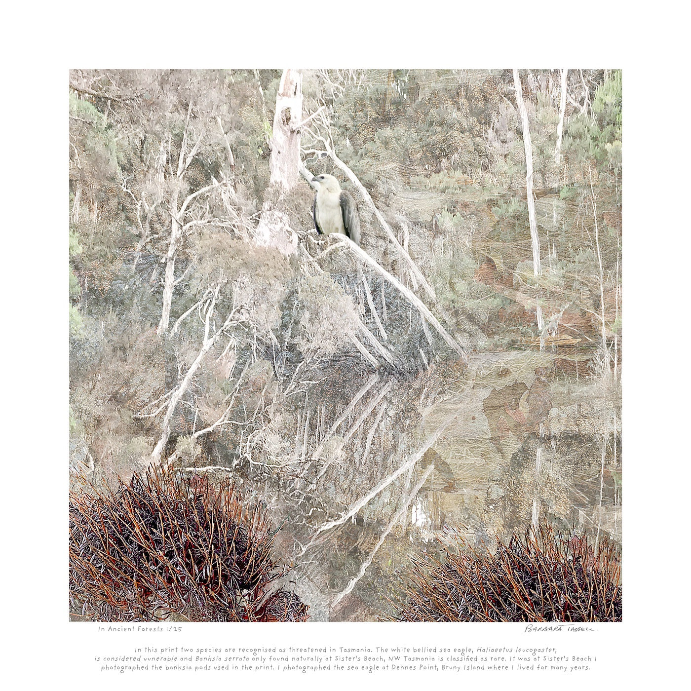 Barbara Tassell - In Ancient Forests