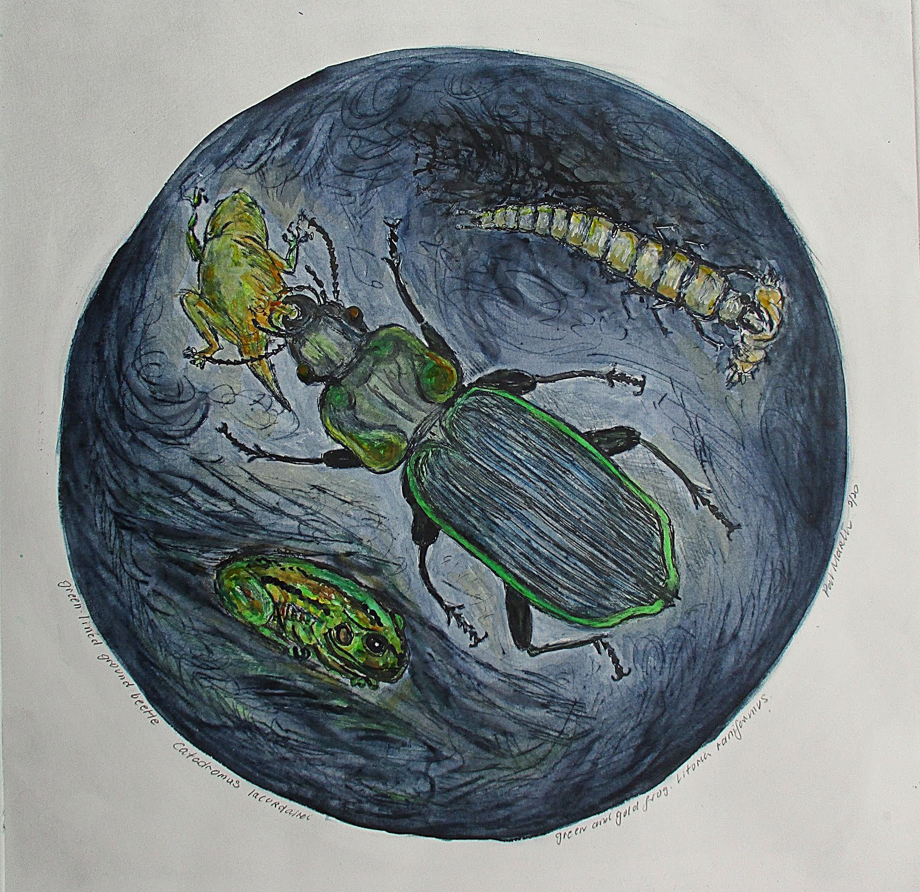 Patricia Martin- Green-lined Ground Beetle and Green and Gold Frog