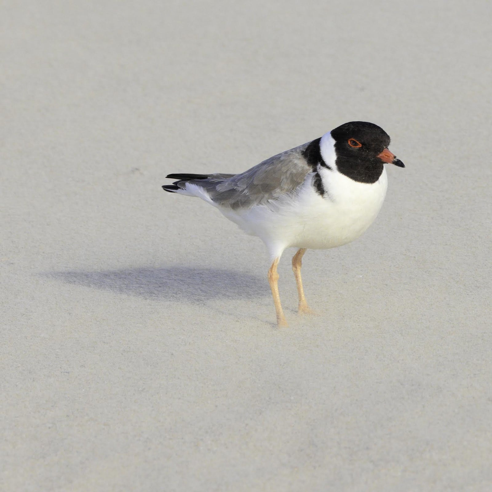 Michael Roberts - Stoic