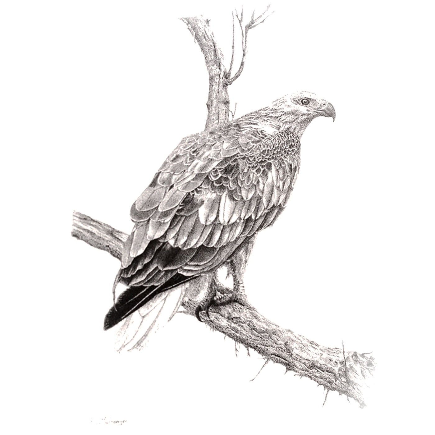 InkStreamArt - Art Print - Eagle Watch