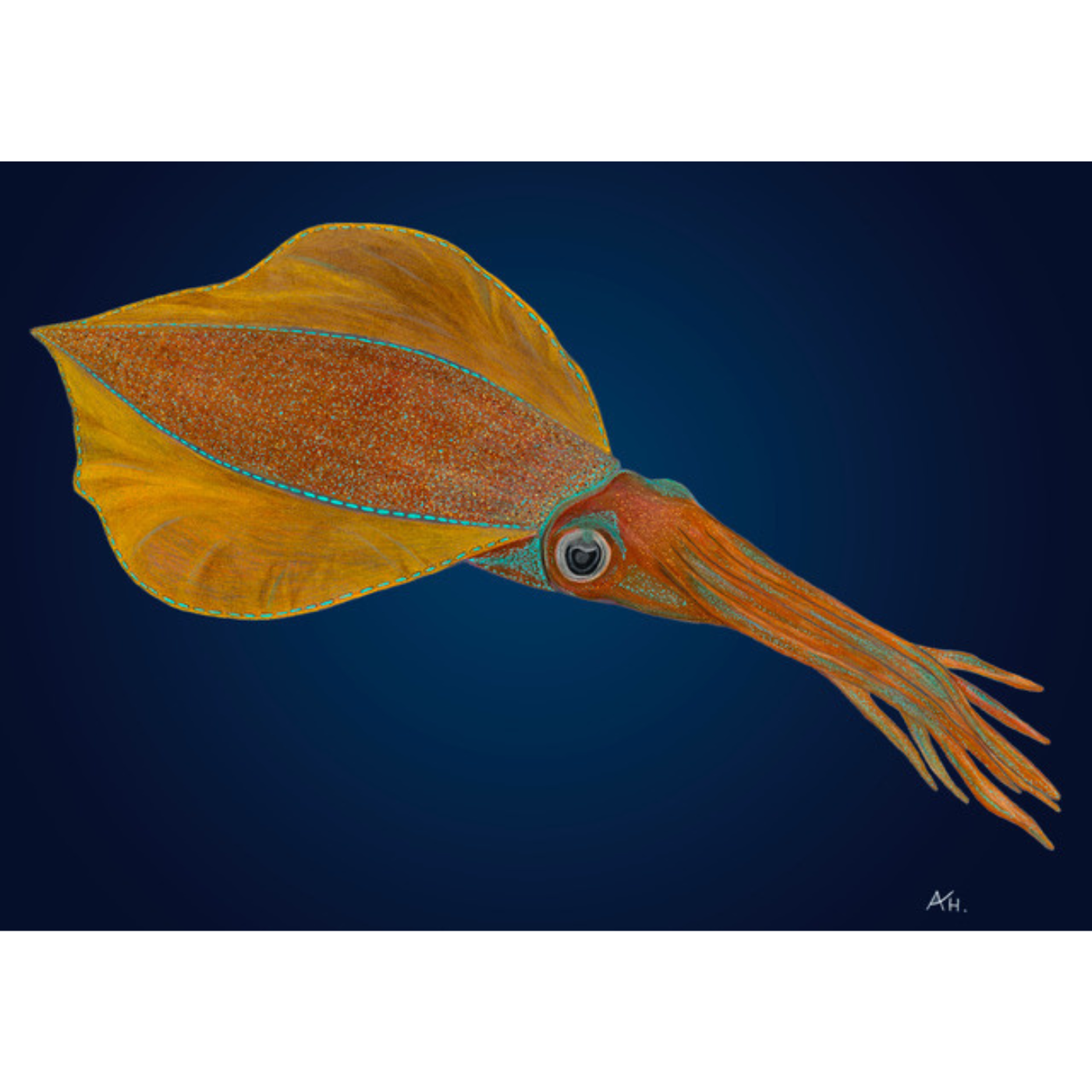 Andy Hoggins - Art Print - Southern Calamari