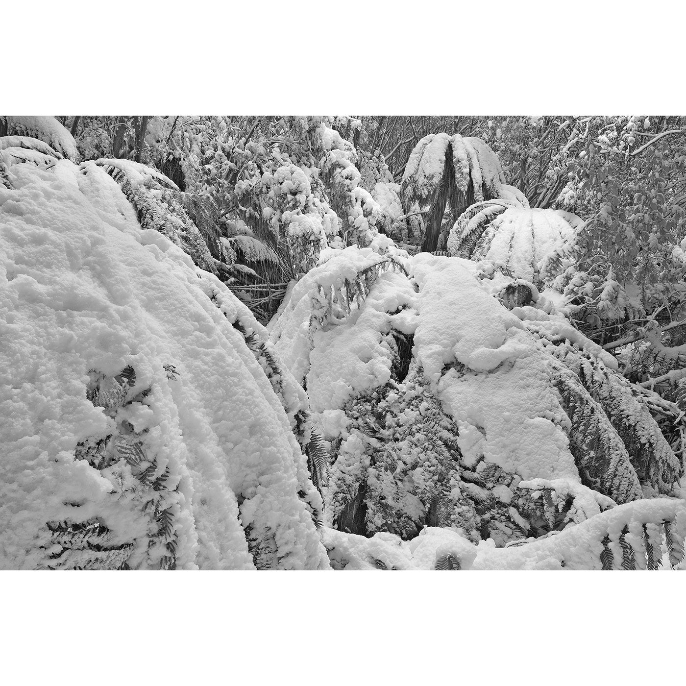 Chris Bell – Winter Snowfall on Man Ferns
