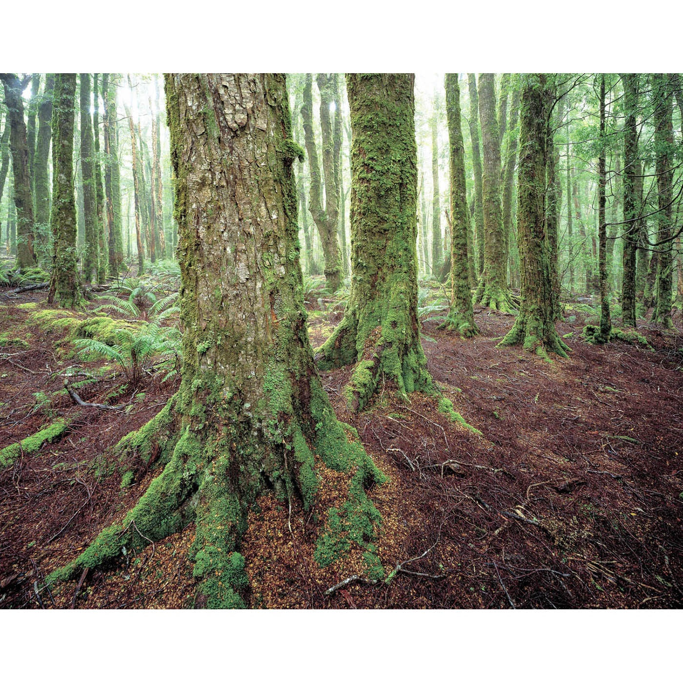 Rob Blakers - North East Highlands - Callidendrous Forest