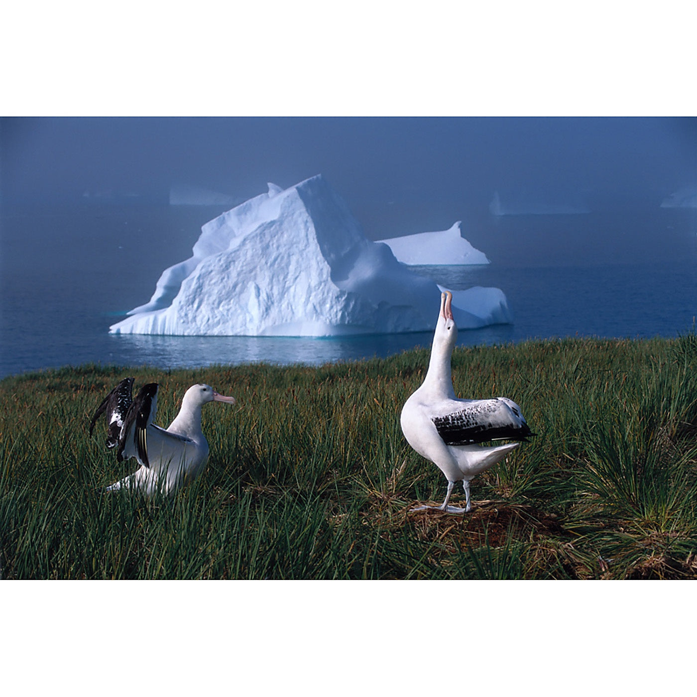 Graham Robertson - Birds and Bergs in Mist