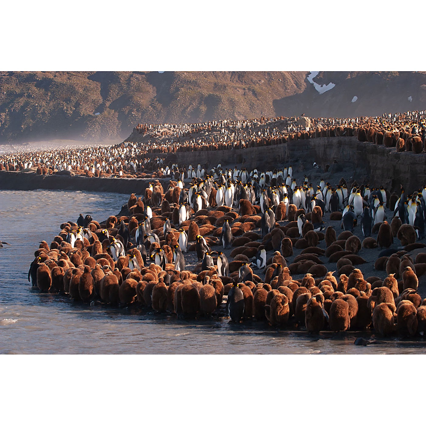 Graham Robertson - Congregation of Kings