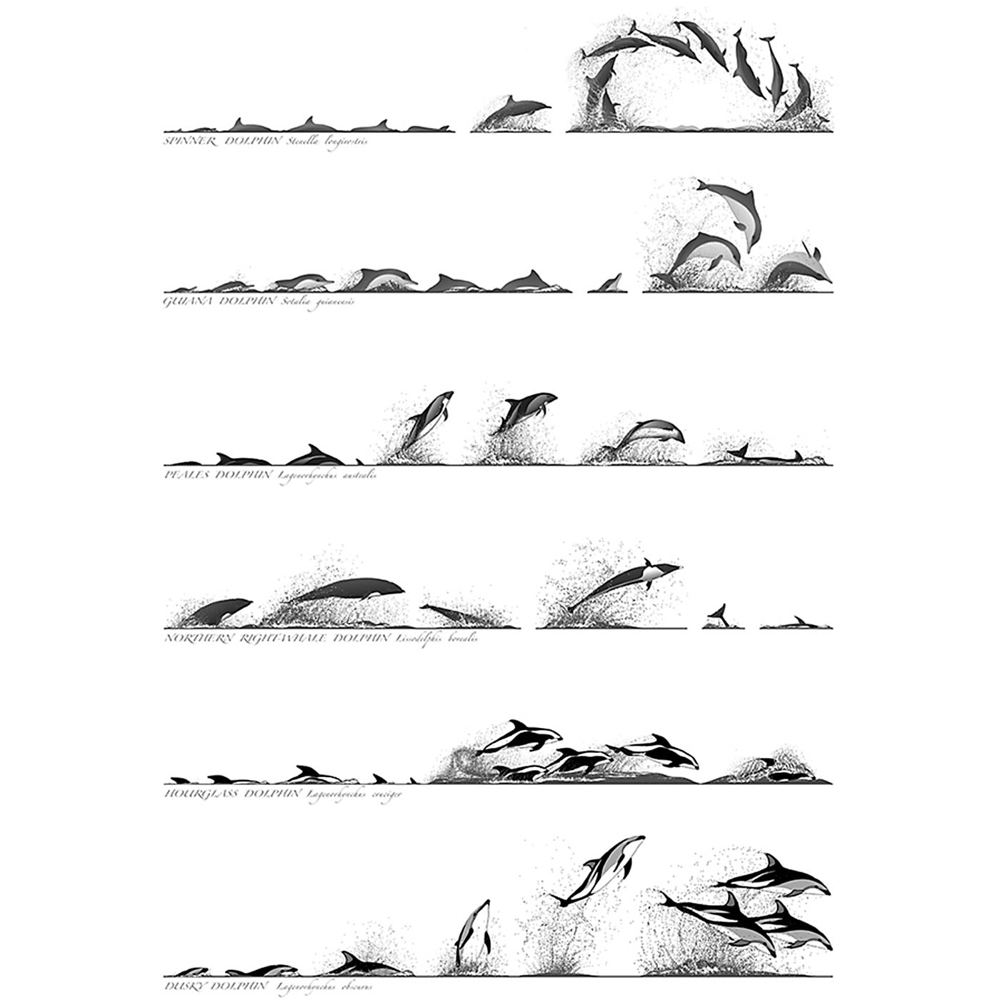 Rebecca Robinson - Art Print - Dolphin Surface Profile